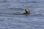 sea otter