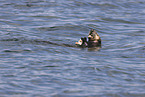 sea otter