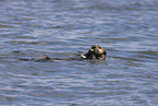 sea otter