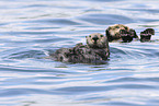 sea otter