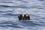 sea otter
