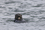 sea otter