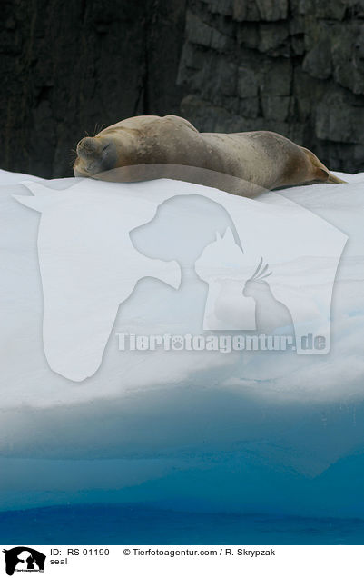 seal / RS-01190