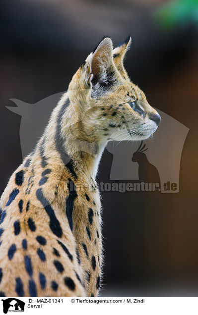 Serval / Serval / MAZ-01341