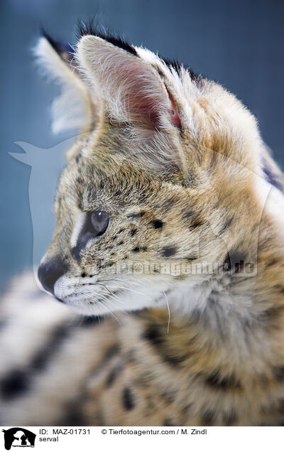 Serval / serval / MAZ-01731