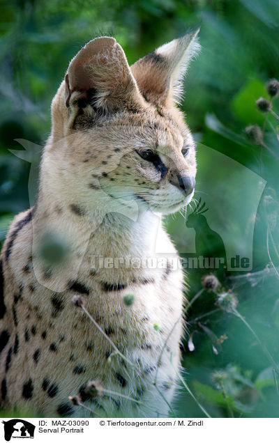Serval Portrait / Serval Portrait / MAZ-03090
