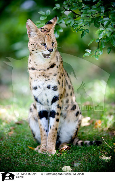 Serval / Serval / MAZ-03094