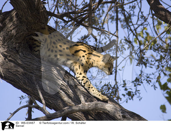 Serval / Serval / WS-03467