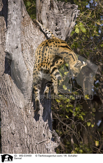 Serval / Serval / WS-03469