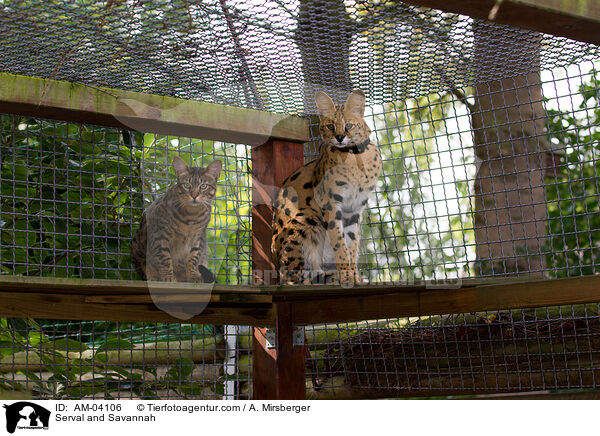Serval und Savannah / Serval and Savannah / AM-04106