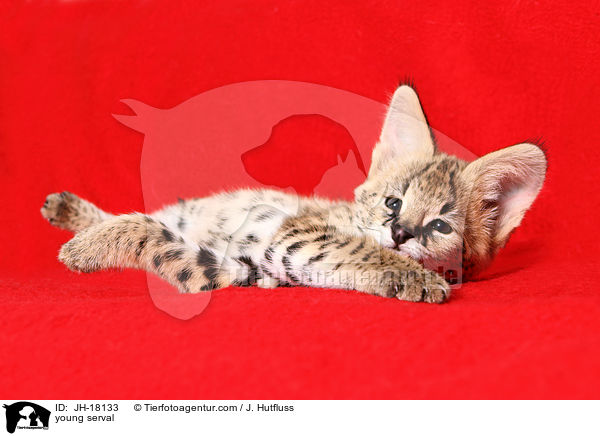 junger Serval / young serval / JH-18133