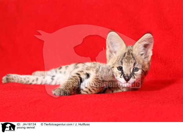 junger Serval / young serval / JH-18134