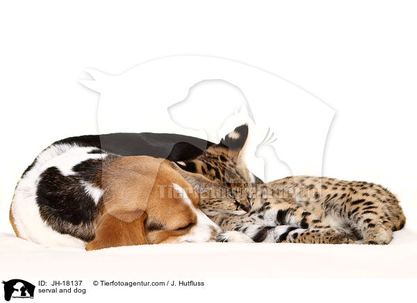 Serval und Hund / serval and dog / JH-18137