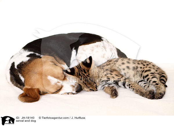 serval and dog / JH-18140