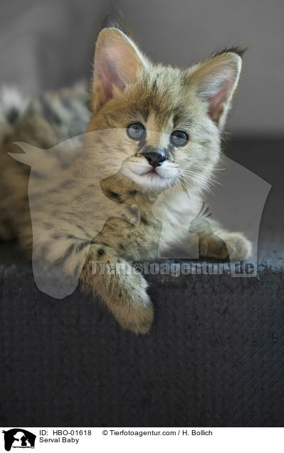 Serval Baby / Serval Baby / HBO-01618