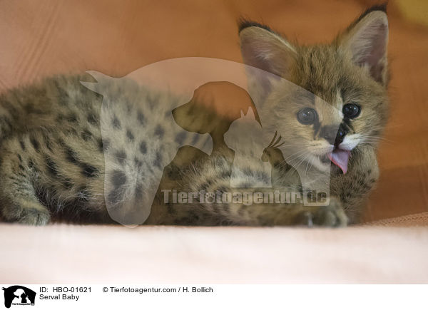 Serval Baby / Serval Baby / HBO-01621