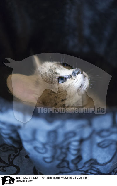 Serval Baby / Serval Baby / HBO-01623