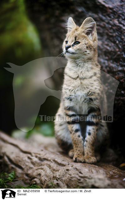 Serval / Serval / MAZ-05958