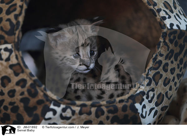 Serval Baby / Serval Baby / JM-01892
