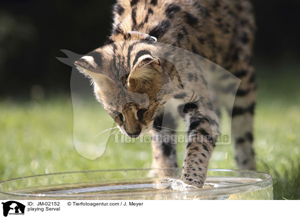 spielender Serval / playing Serval / JM-02152