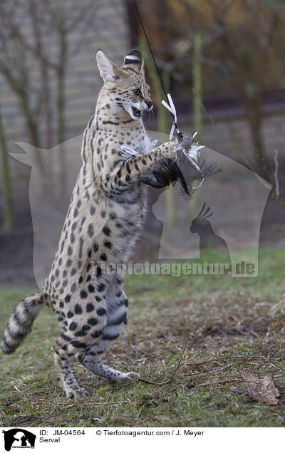 Serval / Serval / JM-04564