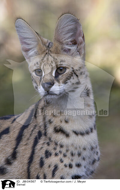 Serval / Serval / JM-04567