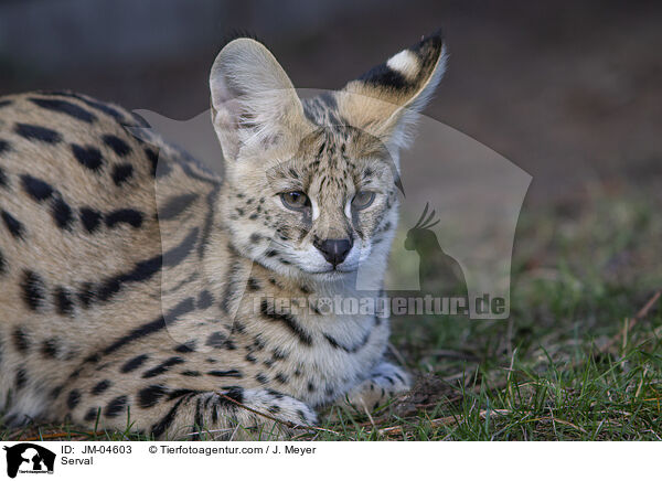 Serval / Serval / JM-04603
