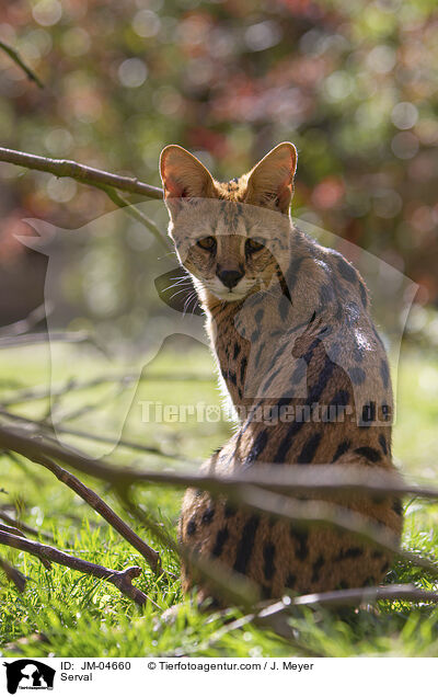 Serval / Serval / JM-04660