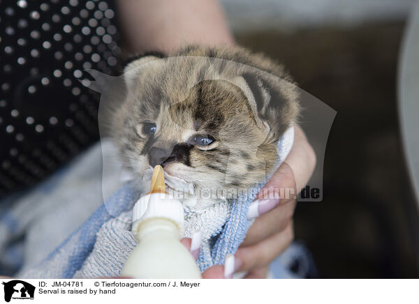 Serval is raised by hand / JM-04781