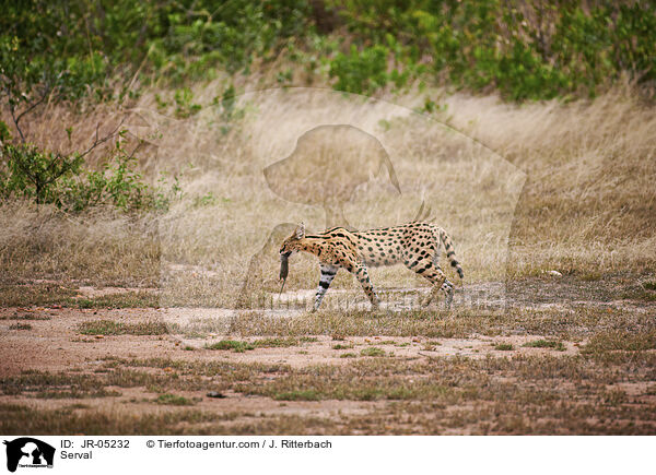 Serval / Serval / JR-05232