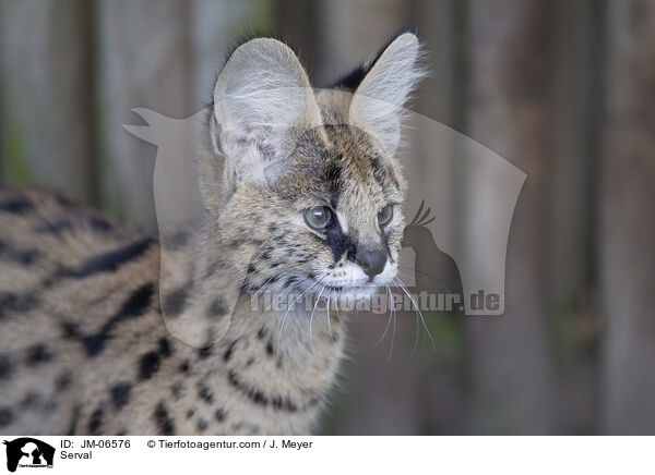 Serval / Serval / JM-06576