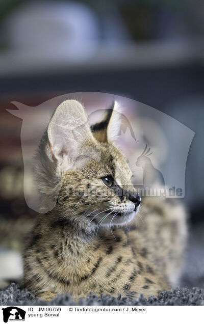 junger Serval / young Serval / JM-06759
