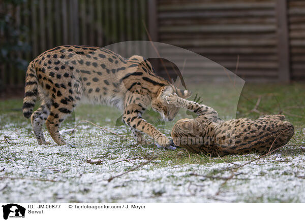 Serval / Serval / JM-06877