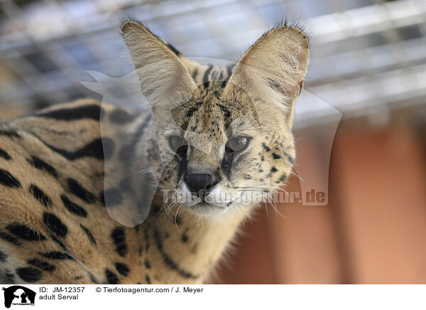ausgewachsener Serval / adult Serval / JM-12357