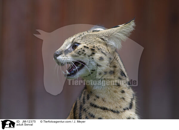 ausgewachsener Serval / adult Serval / JM-12375