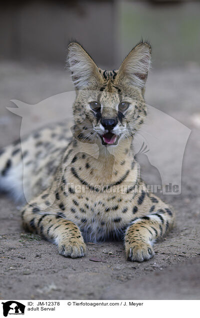 ausgewachsener Serval / adult Serval / JM-12378