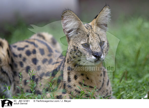 ausgewachsener Serval / adult Serval / JM-12381