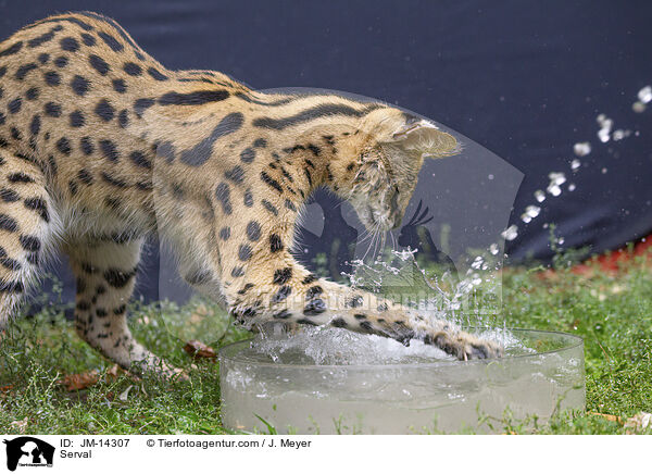 Serval / JM-14307