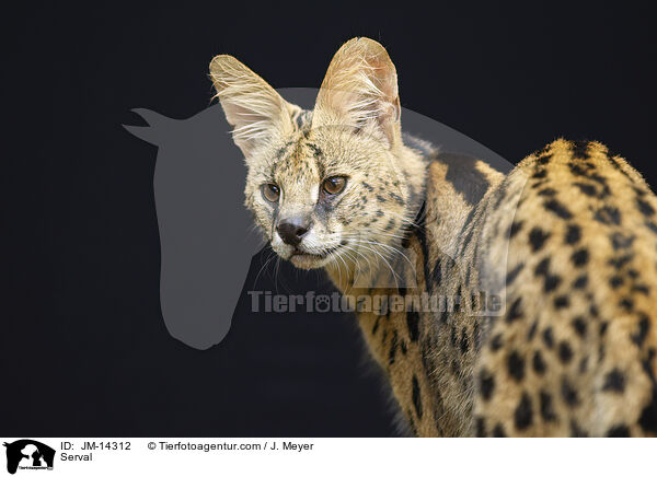 Serval / JM-14312