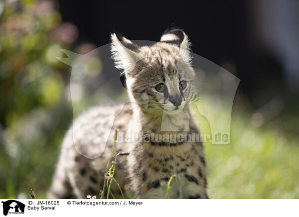 Serval Jungtier / Baby Serval / JM-16025