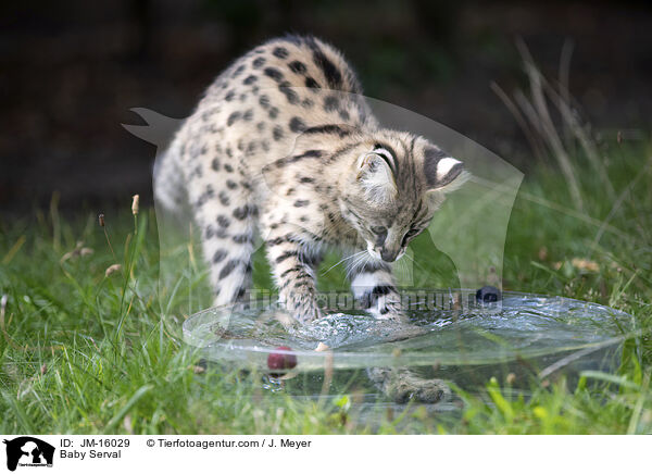 Serval Jungtier / Baby Serval / JM-16029