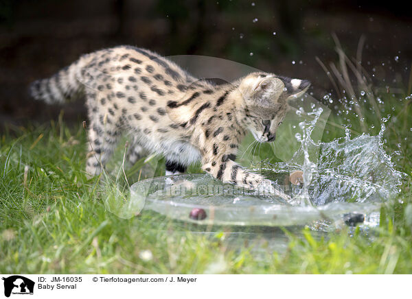Serval Jungtier / Baby Serval / JM-16035