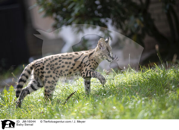 Serval Jungtier / Baby Serval / JM-16044