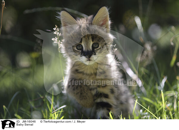 Serval Jungtier / Baby Serval / JM-16046