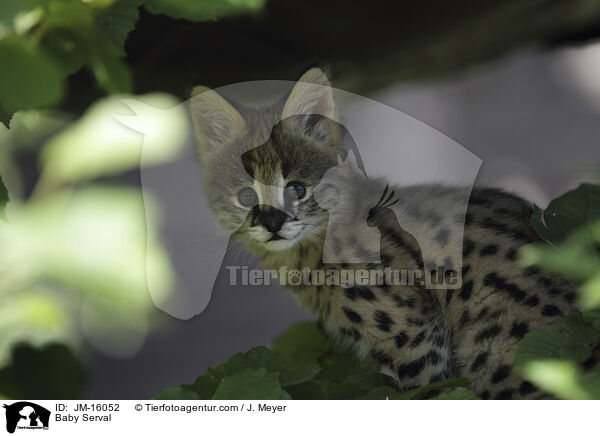 Serval Jungtier / Baby Serval / JM-16052