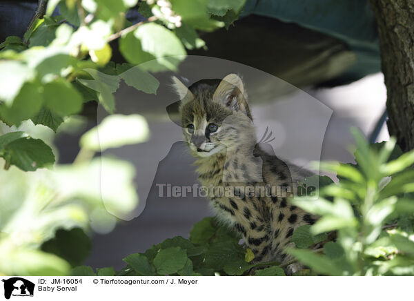Serval Jungtier / Baby Serval / JM-16054