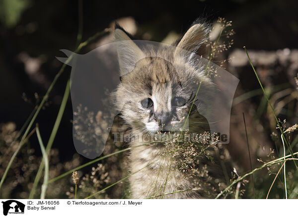 Serval Jungtier / Baby Serval / JM-16056