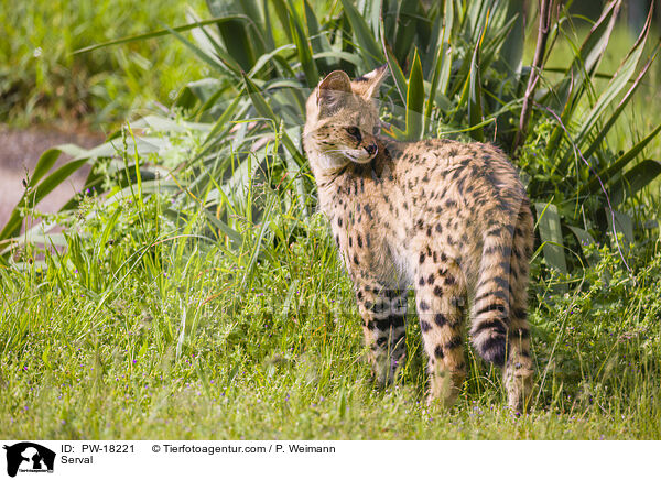Serval / PW-18221