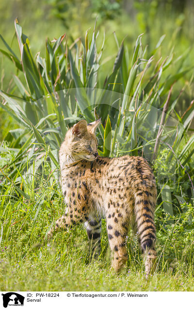 Serval / PW-18224