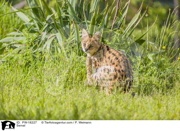 Serval / PW-18227
